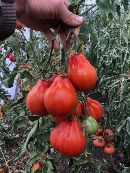 krasnaya-grusha-franchi-6-150373