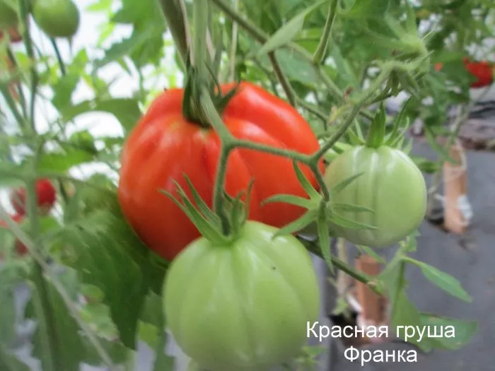 krasnaya-grusha-franchi-7-150373