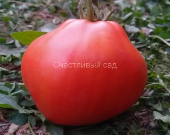 krasnaya-grusha-franchi-8-150373