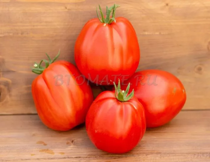 krasnaya-grusha-franchi-9-150373