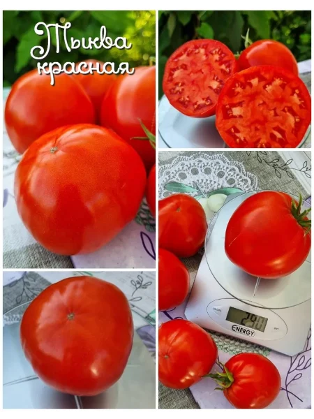 krasnaya-tykva-1-167148