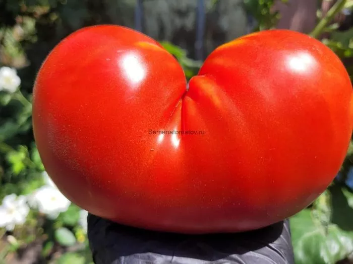 krasnaya-tykva-2-167148