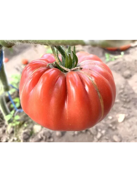 krasnaya-tykva-main-167148