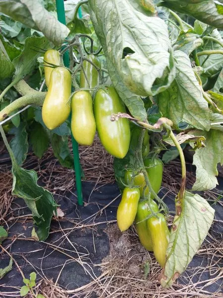 krasnogvardeets-1-166748