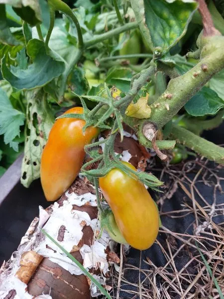 krasnogvardeets-2-166748