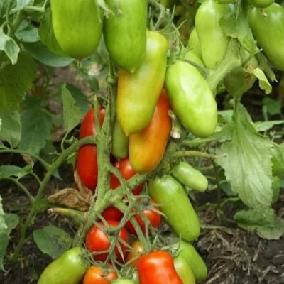 krasnogvardeets-5-166748