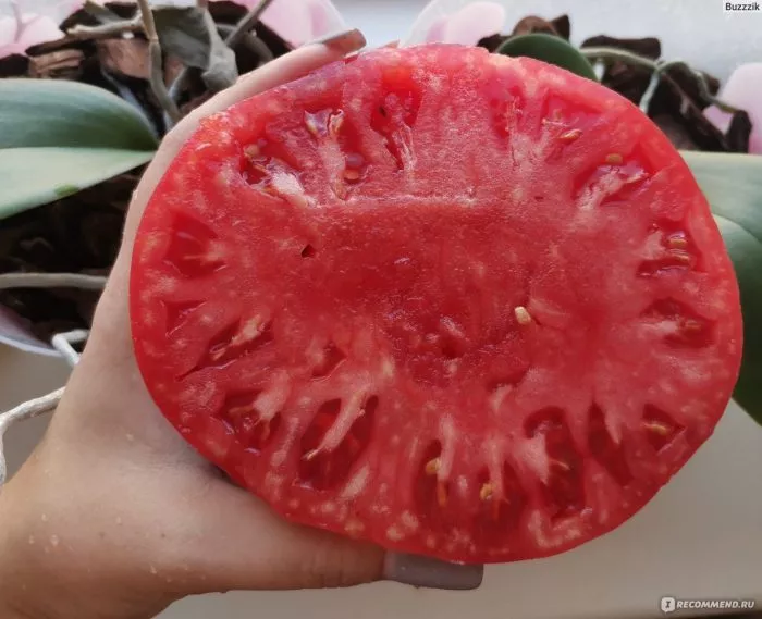 krasnomordina-1-140147-1