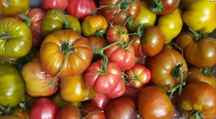 krasnomordina-1-140147-2