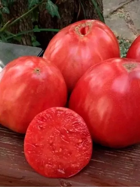 krasnomordina-1-140147