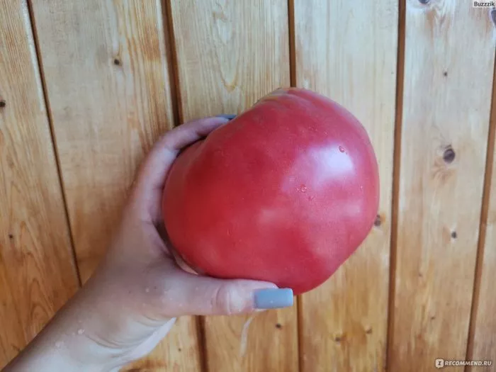 krasnomordina-2-140147-1