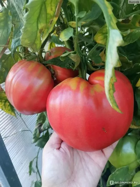 krasnomordina-2-140147-2