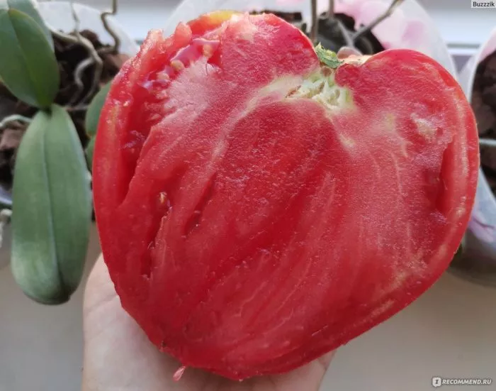 krasnomordina-2-140147