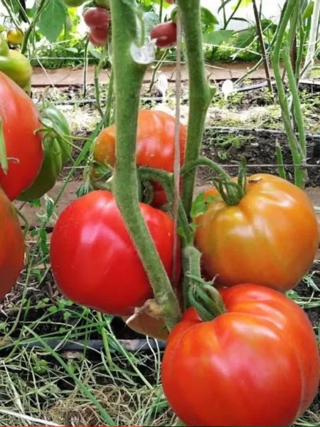 krasnyy-byk-1-134893