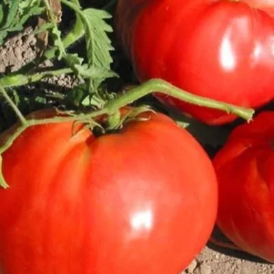 krasnyy-byk-3-134893