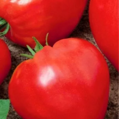 krasnyy-byk-5-134893