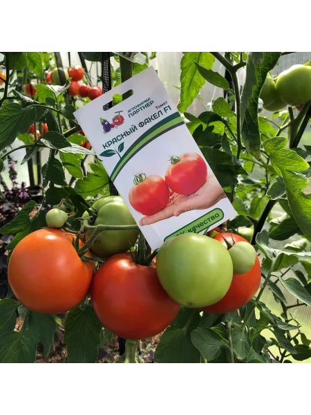 krasnyy-fakel-2-159379