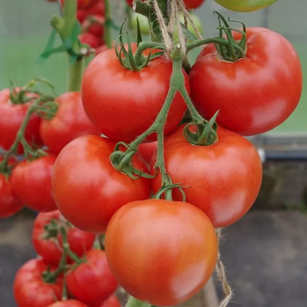 krasnyy-fakel-3-159379