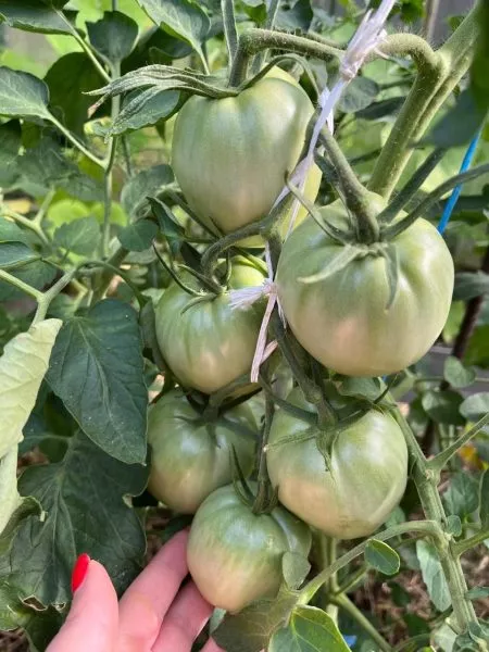 krasnyy-fakel-4-159379