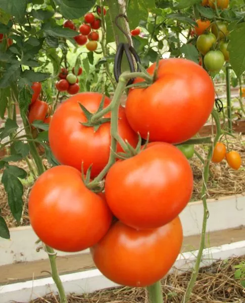 krasnyy-fakel-5-159379