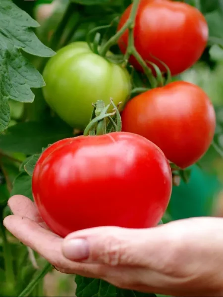 krasnyy-fakel-7-159379