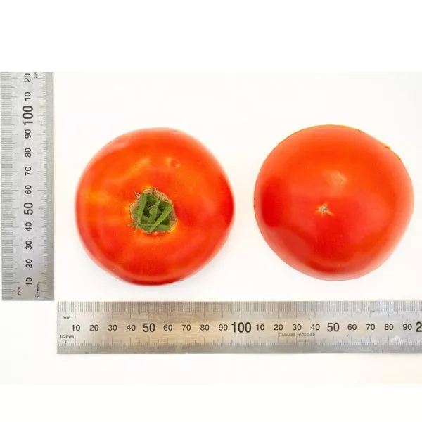 krasnyy-fakel-8-159379