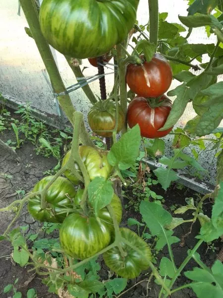 krasnyy-kaban-4-139470