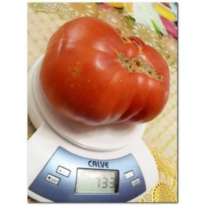 krasnyy-krupnyy-10-155395