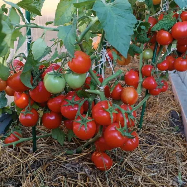 krasnyy-oligarh-1-158043