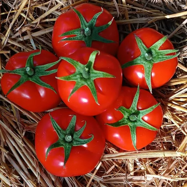 krasnyy-oligarh-3-158043