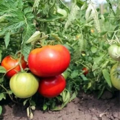 krasnyy-oligarh-5-158043