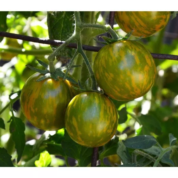 kriptonit-1-140201-3