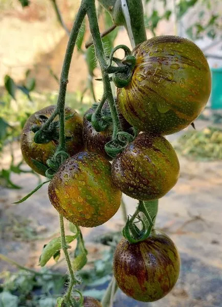 kriptonit-2-140201-1