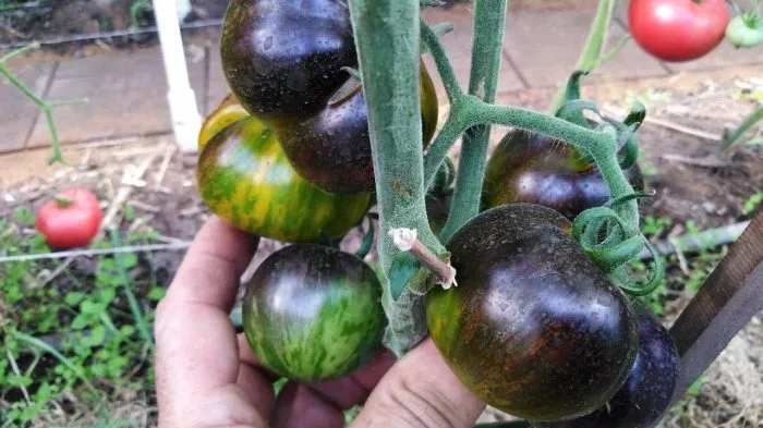 kriptonit-2-140201-2