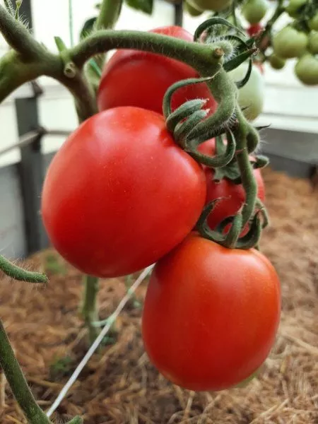 kubanets-main-143021