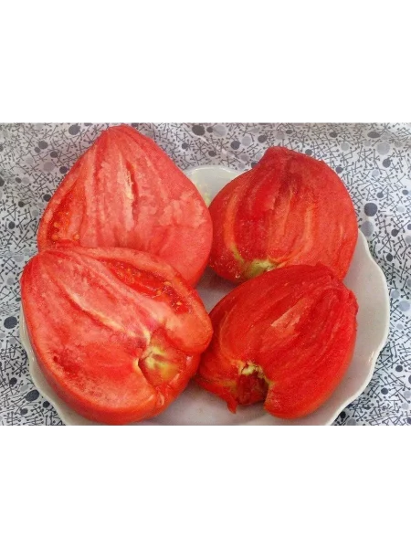 kubanskiy-kolovyy-2-139418