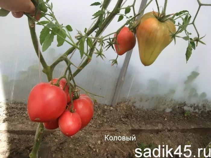 kubanskiy-kolovyy-3-139418