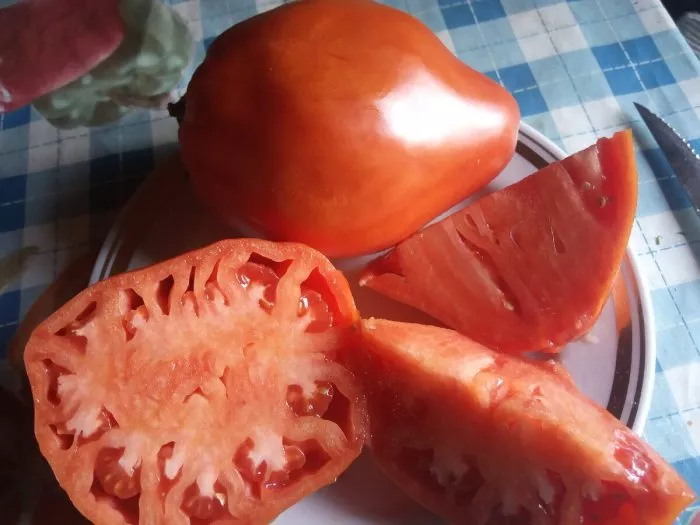 kubanskiy-kolovyy-4-139418