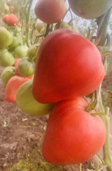 kubanskiy-kolovyy-5-139418