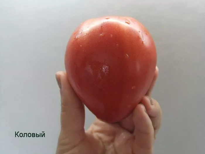 kubanskiy-kolovyy-6-139418