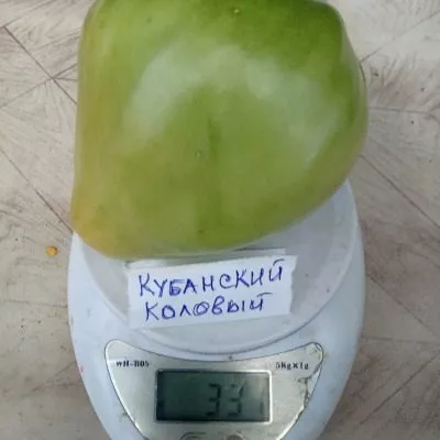 kubanskiy-kolovyy-7-139418