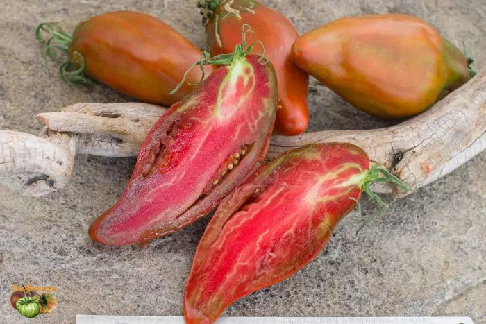 kubinskiy-pertsevidnyy-1-163765