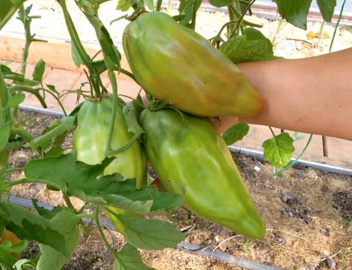 kubinskiy-pertsevidnyy-4-163765