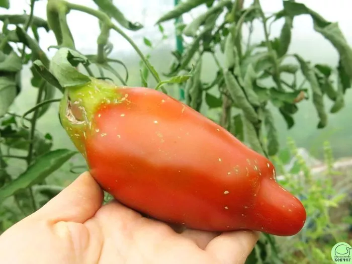 kubinskiy-pertsevidnyy-7-163765