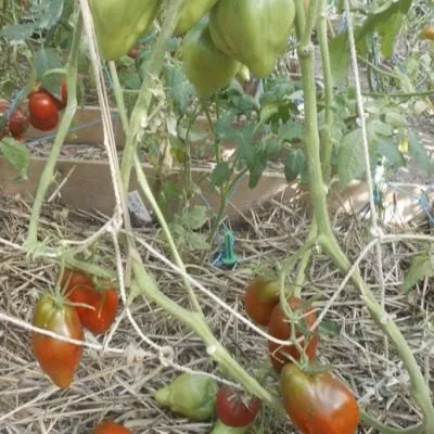 kubinskiy-pertsevidnyy-9-163765