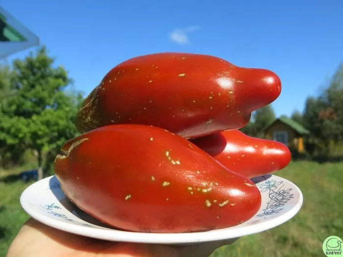 kubinskiy-pertsevidnyy-main-163765