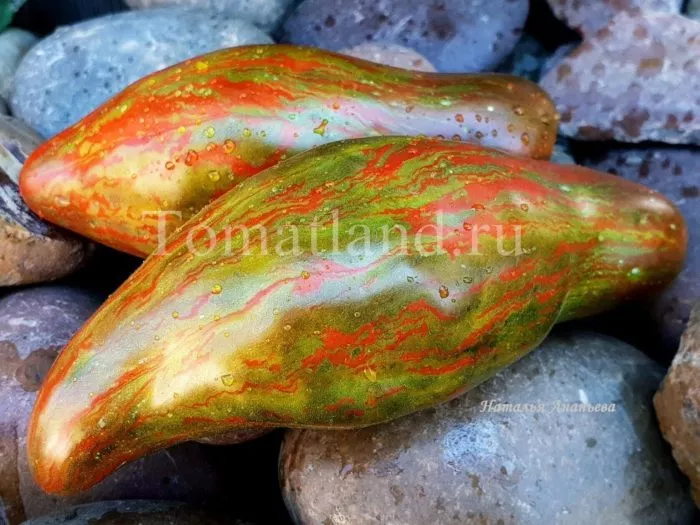 kubinskiy-salyami-1-164965