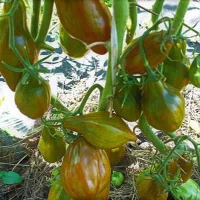 kubinskiy-salyami-7-164965