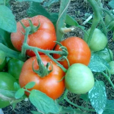 labrador-main-139769