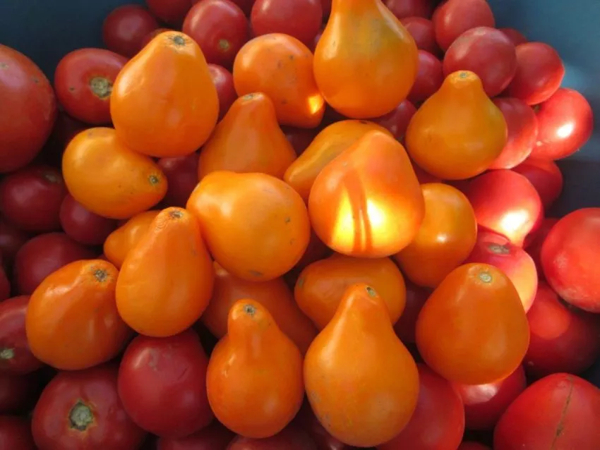 lampa-aladdina-1-132772