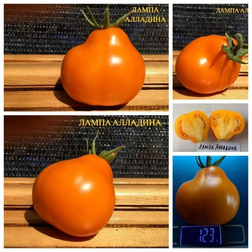 lampa-aladdina-3-132772